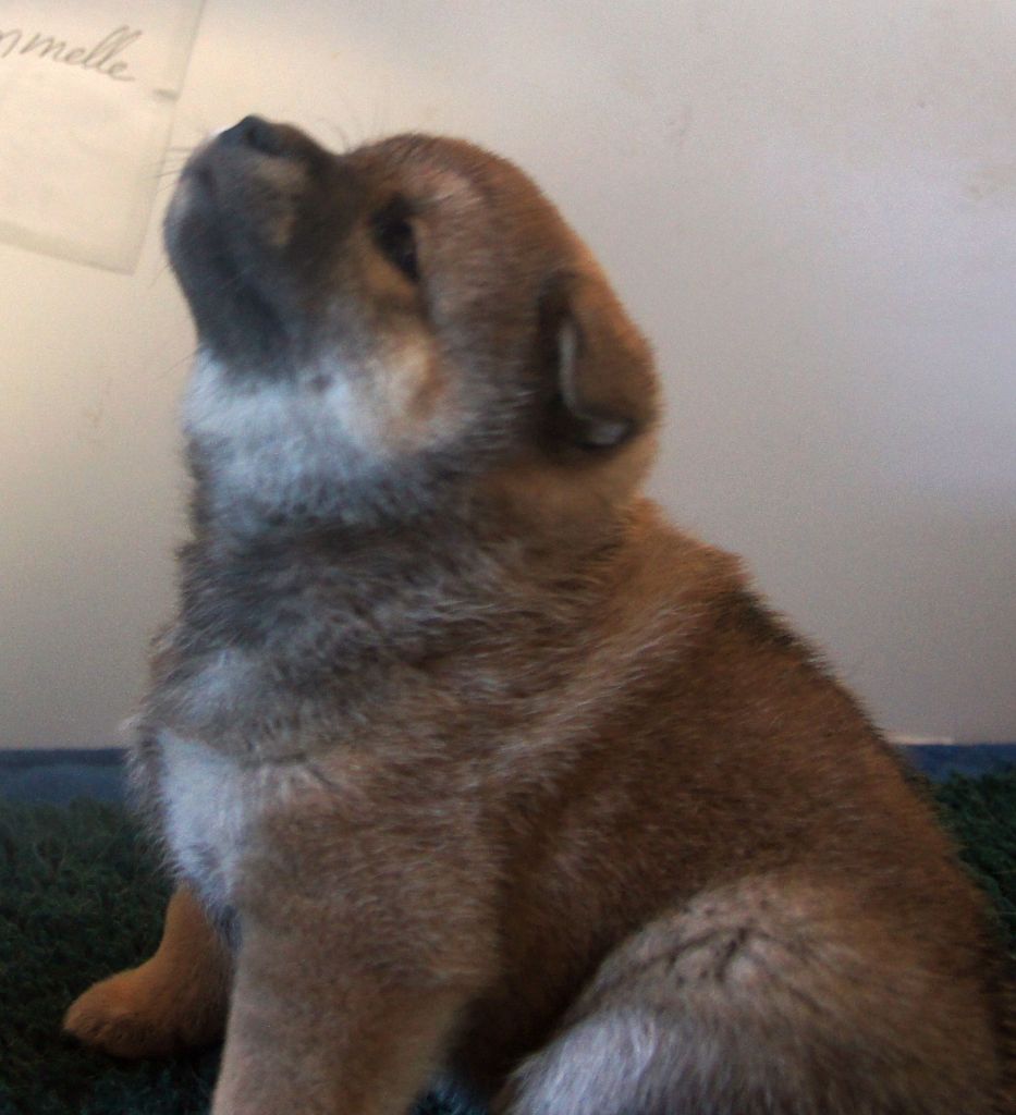 du Temple Okami - Chiot disponible  - Shiba