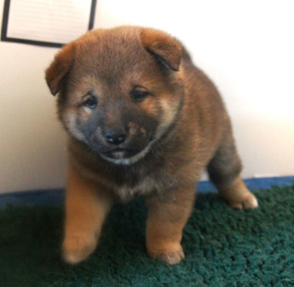 du Temple Okami - Chiot disponible  - Shiba