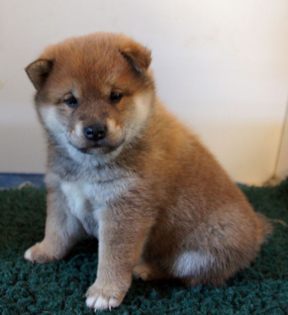 du Temple Okami - Chiot disponible  - Shiba